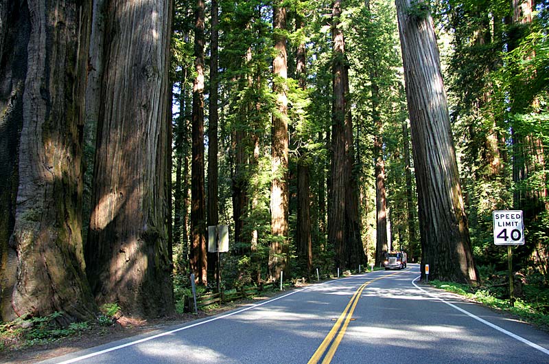 On the road through the Redwoods National Park in California